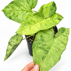 Xanthosoma sagittifolium variegated