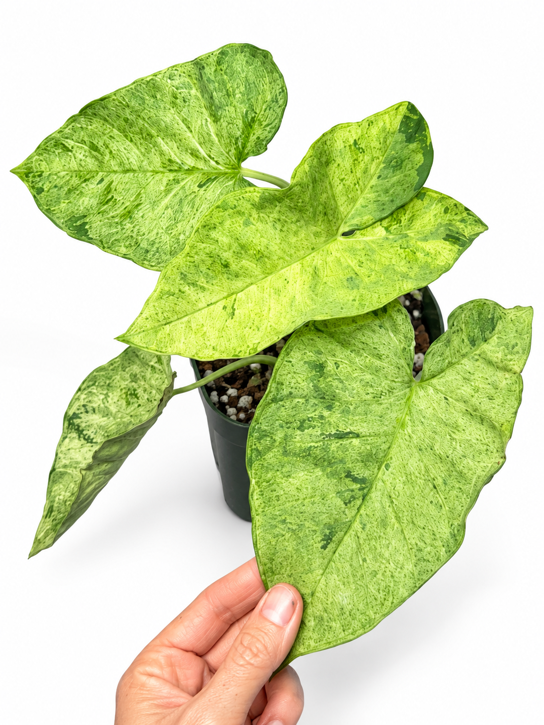 Xanthosoma sagittifolium variegated