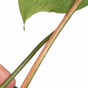 5778 Philodendron gloriosum type 1