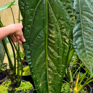 Anthurium 'Dark Mama'