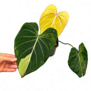 5766 Philodendron gloriosum type 1
