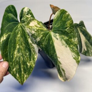 5324 Variegated Anthurium papillilaminum x Ace of Spades