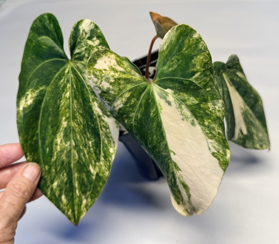 5324 Variegated Anthurium papillilaminum x Ace of Spades