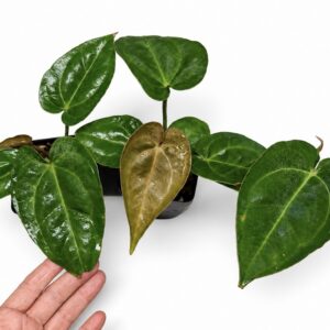 Anthurium Fairchild x NSE Red crystallinum selfed seedlings