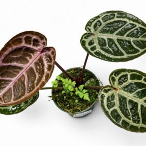 5690 Anthurium Tim Anderson Wonderboy lineage