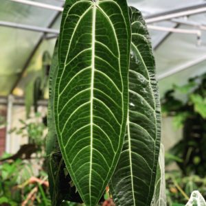 Anthurium warocqueanum dark form
