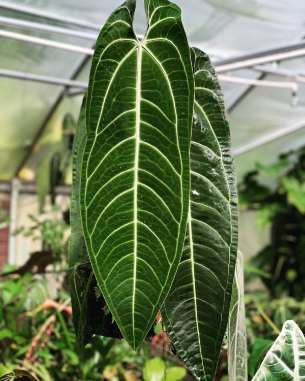 Anthurium warocqueanum dark form