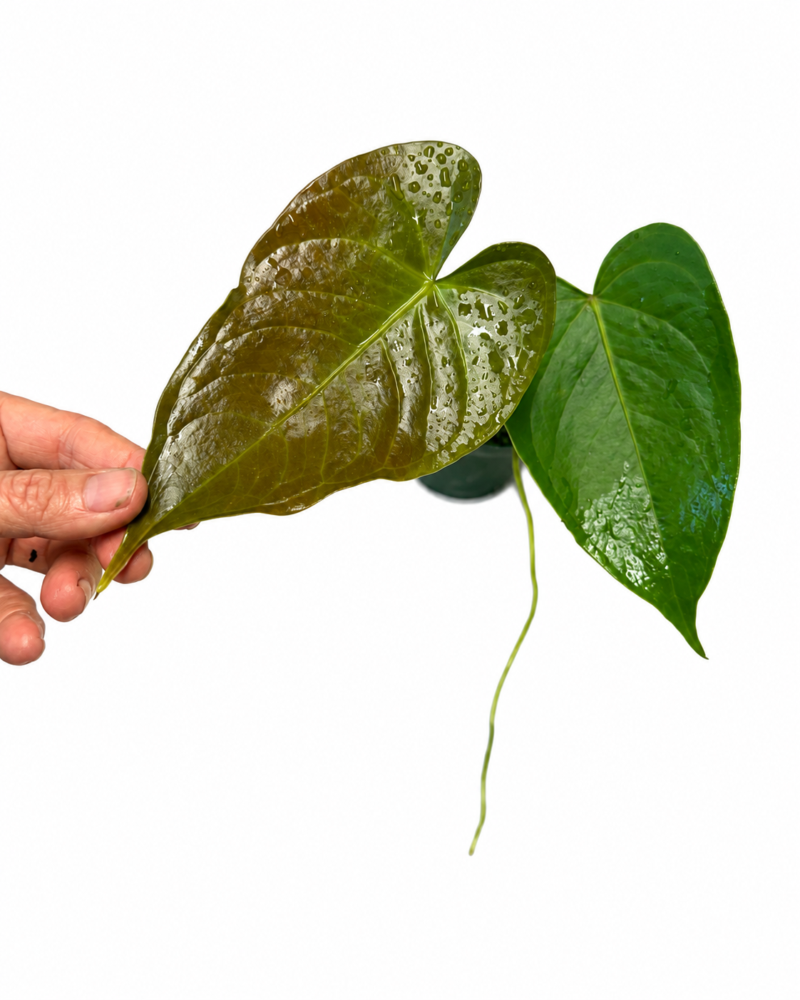 Anthurium 'Red Beauty' x veitchii - Image 2