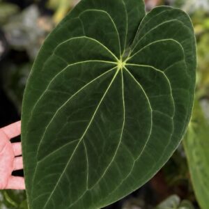 5 fresh seeds Anthurium Paul’s Stripey x variegated papillilaminum