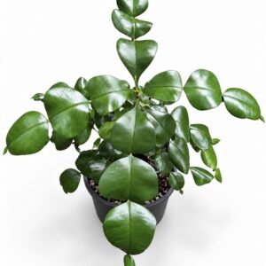 Phyllarthron cauliflorum