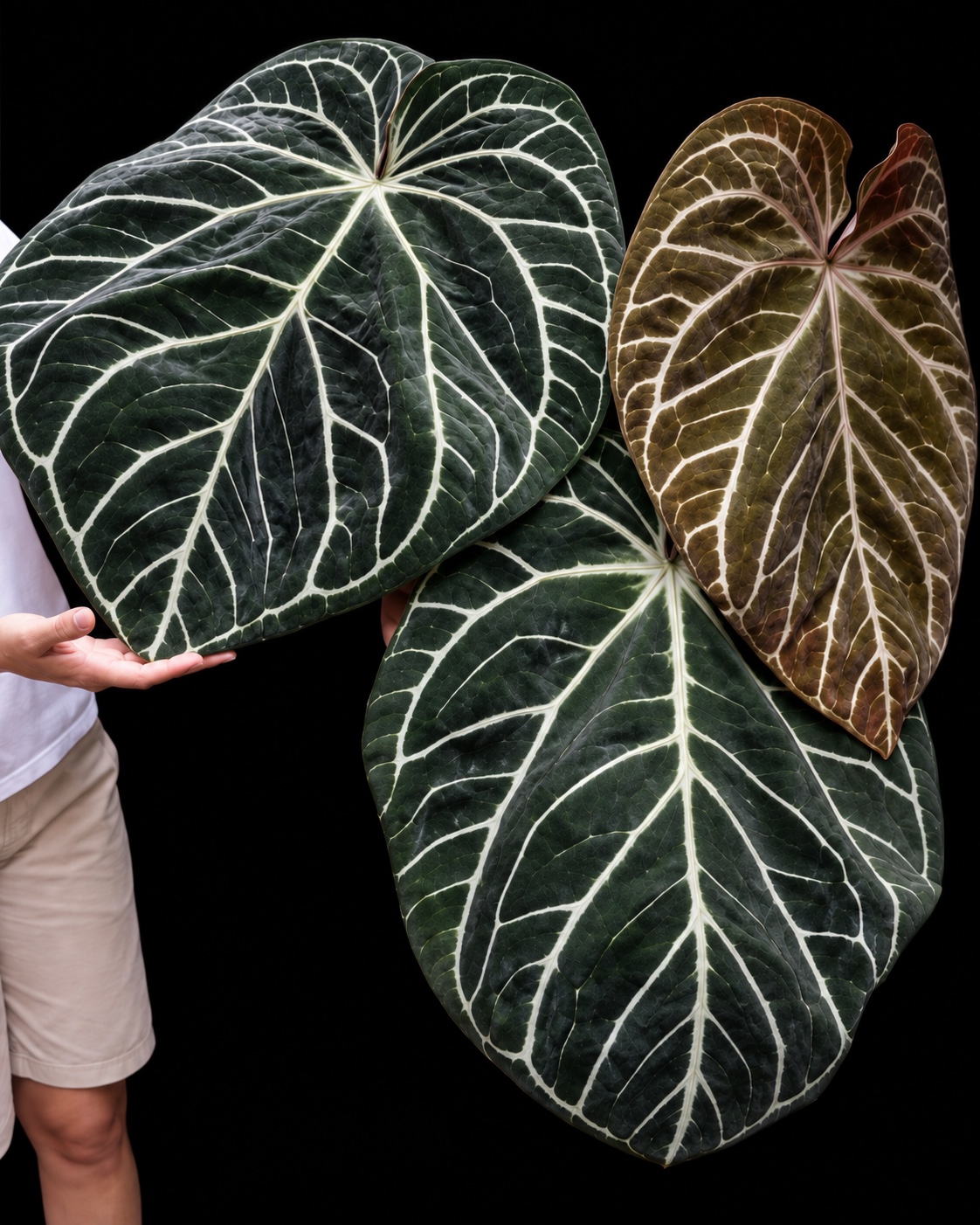Enid holding the enormous, silver-veined leaves of one of her original Anthuriums
