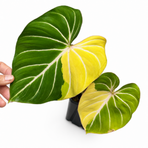 5771 Philodendron gloriosum type 1