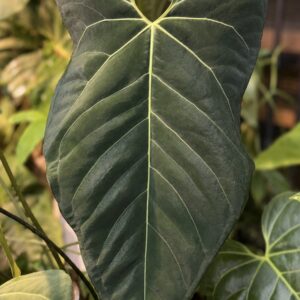 5 fresh seeds Anthurium Justin x besseae aff -self