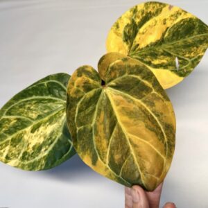 5325 Variegated Anthurium Twister x red crystallinum