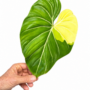 5768 Philodendron gloriosum type 1