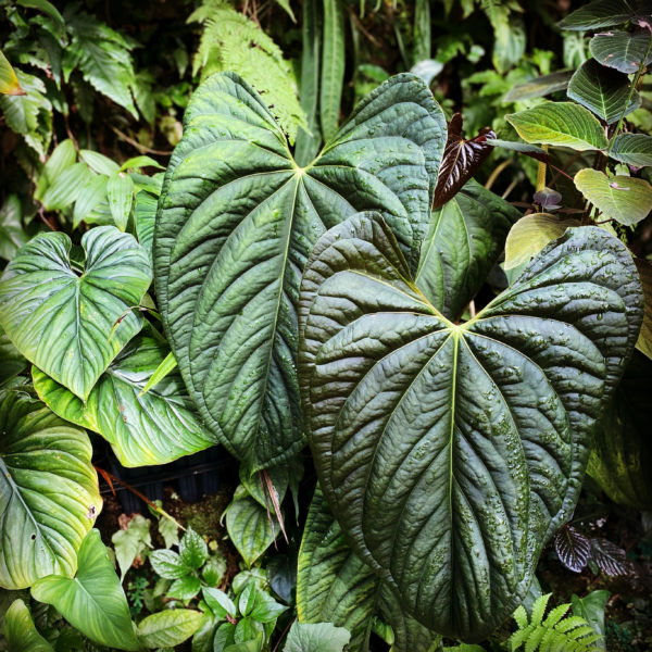 Anthurium Amy Donovan luxurians hybrid
