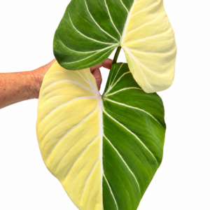 5774 Philodendron gloriosum type 1