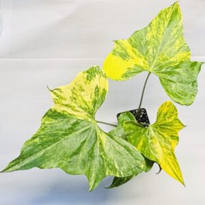 Anthurium pterodactyl variegated