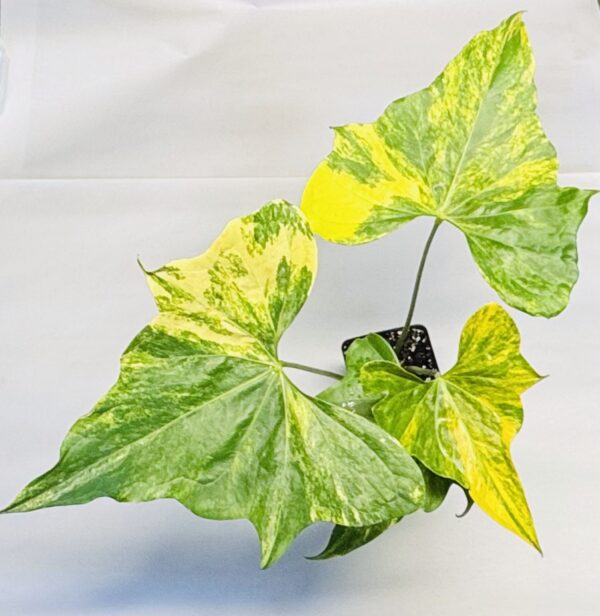 Anthurium pterodactyl variegated