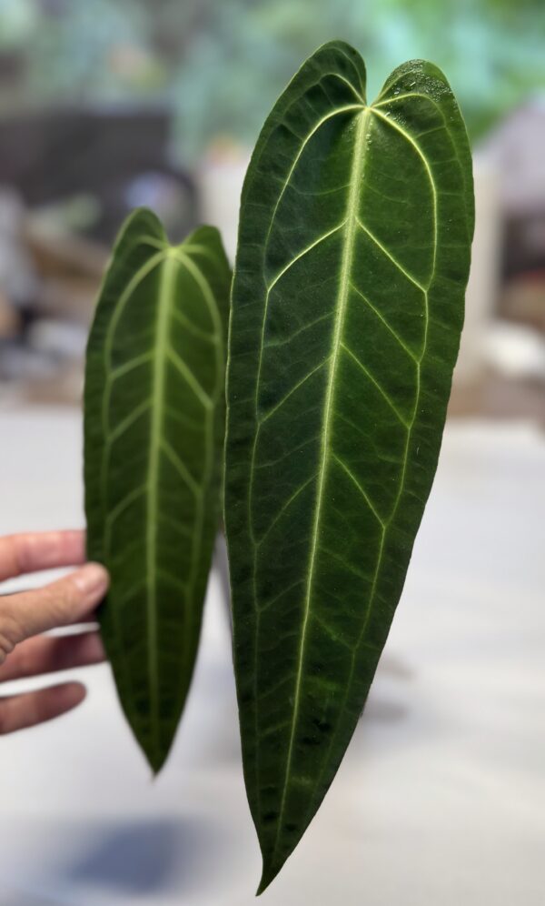 Lg Anthurium warocqueanum - Image 2