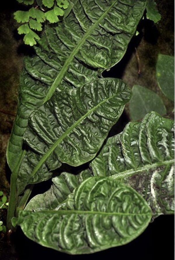 Anthurium reflexinervium
