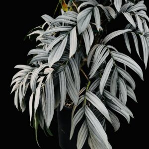Rhaphidophora tenuis 'Silver'