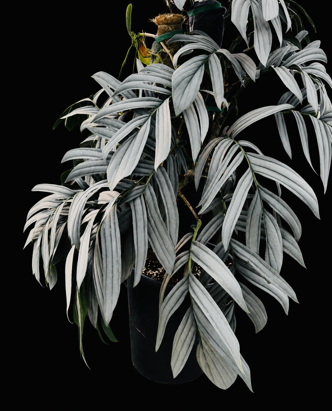 Rhaphidophora tenuis 'Silver'