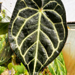 Anthurium carlablackiae - NSE Tropicals