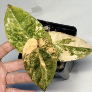 1111 Variegated Anthurium papillilaminum x Ace of Spades
