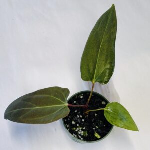 Anthurium sp NSE portillae #2
