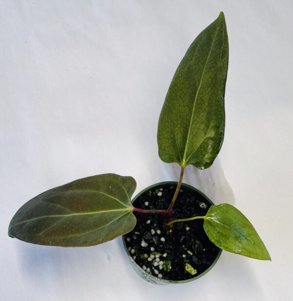 Anthurium sp NSE portillae #2