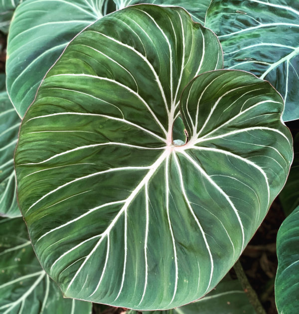 Philodendron gloriosum large round form 6" tall