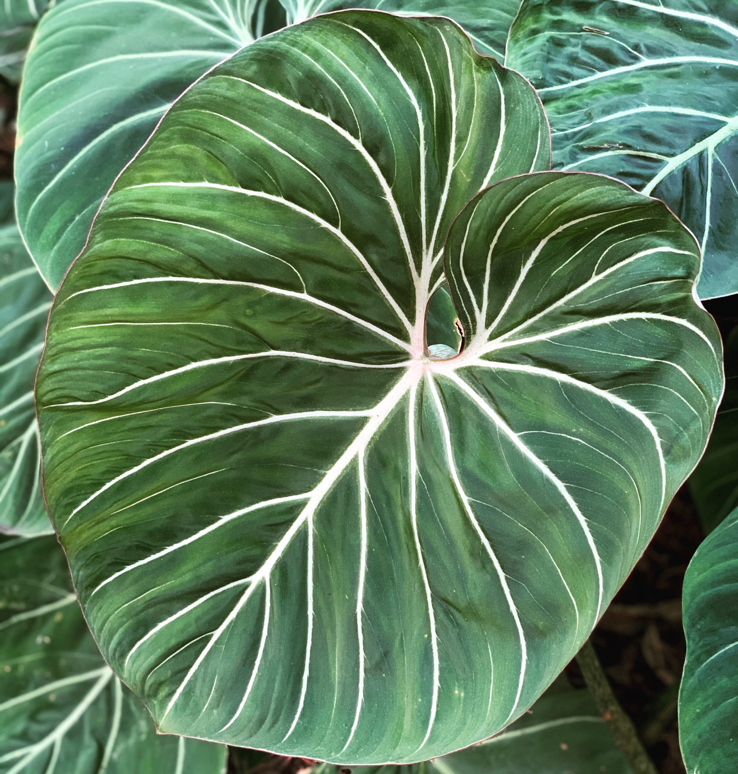 philodendron gloriosum tropicals nse nsetropicals