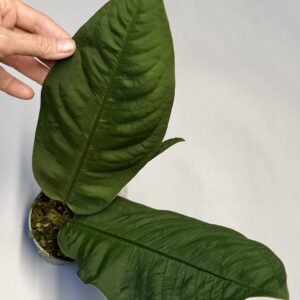 Anthurium willifordii