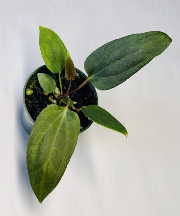 Anthurium sp NSE portillae #1