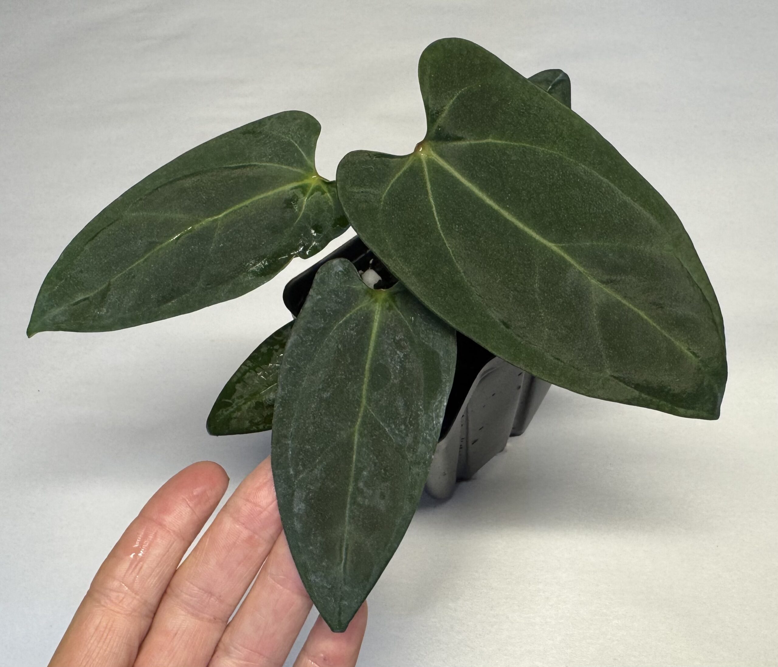 アンスリウムポーティラエ（NSE）anthurium portillae