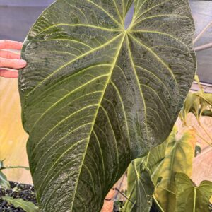 Anthurium warocqueanum x rugulosum