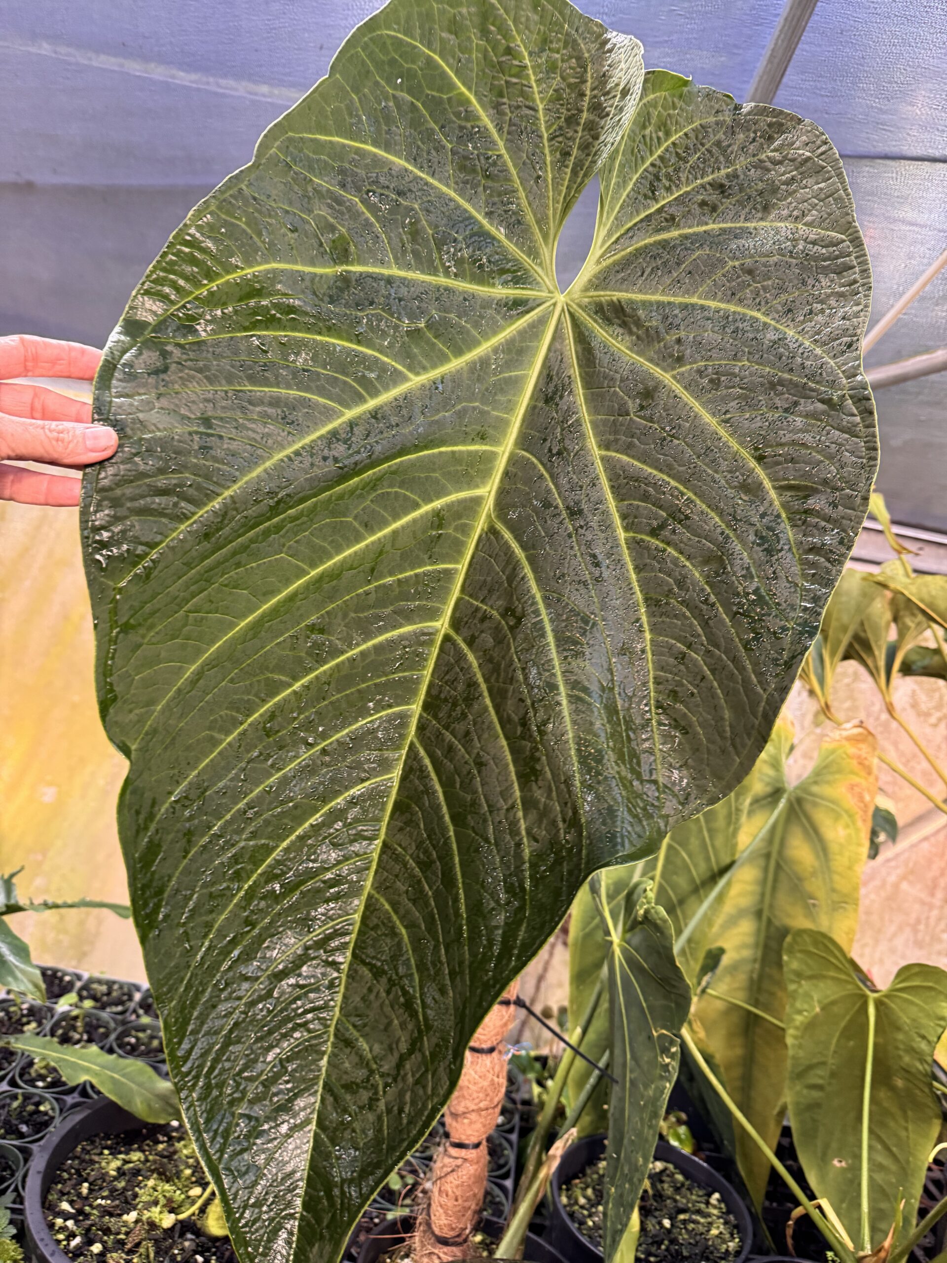 Anthurium warocqueanum x rugulosum