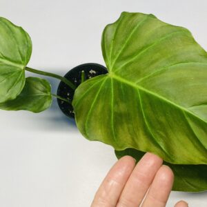 philodendron crocodile Philodendron Golden Crocodile