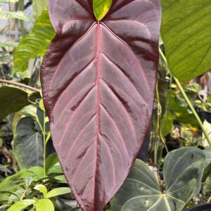 1816 Red velvet cake x Dark and Handsome selfed seedling