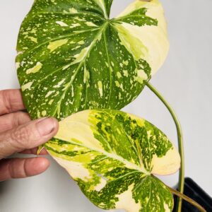 1817 Variegated Philodendron gloriosum type 2