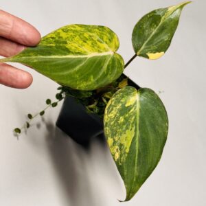 1818 Variegated Philodendron gloriosum type 2