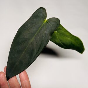 1819 (A. AOS x antolakii) x (NSE portillae x papillilaminum Fort Sherman)