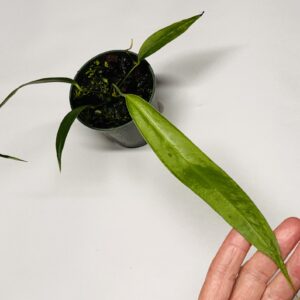 Anthurium wendlingeri seedling - Rio Gloria form - NSE Tropicals