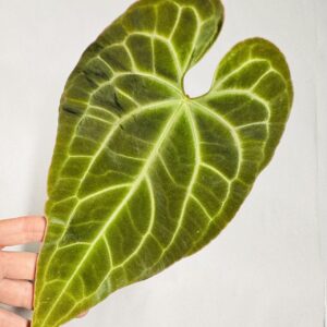 1828 Anthurium besseae aff