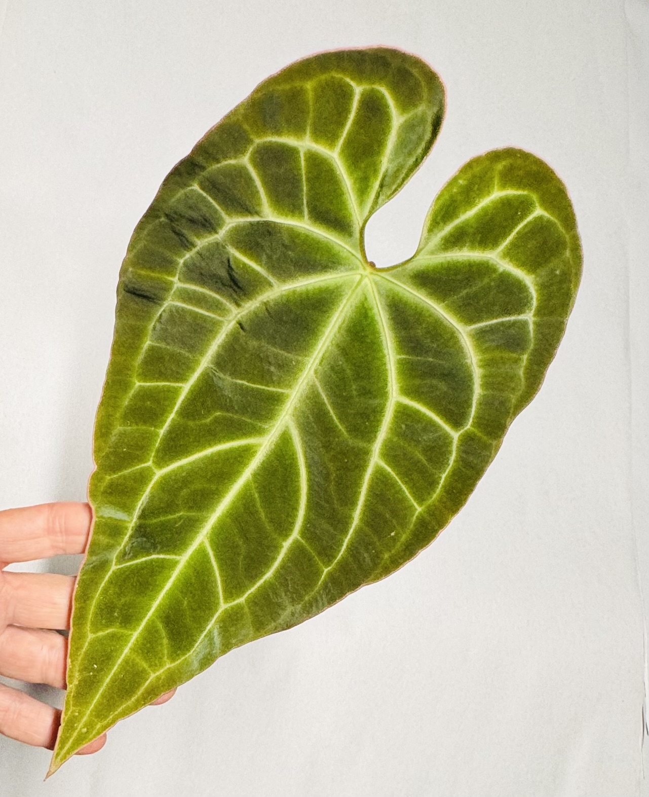 1828 Anthurium besseae aff