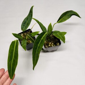 Small Anthurium warocqueanum - NSE Tropicals