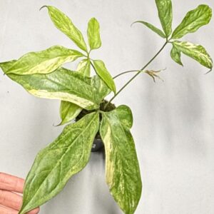 Anthurium clavigerum variegated