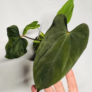 1838 Anthurium NSE portillae x dressleri