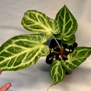Variegated frosty Anthurium crystallinum hybrid